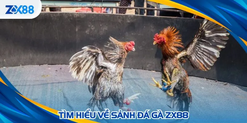 Đá gà ZX88 sôi động với các trận đấu đẳng cấp