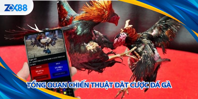 Tổng quan chiến thuật đặt cược đá gà